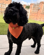 Tangerine Dot Dog Bandana — on-dog view | Hector's Threads